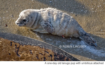 lanugo-pup